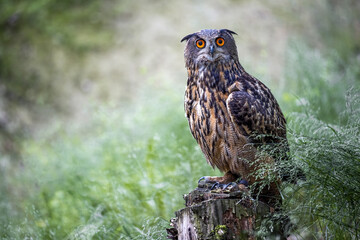 The great eagle owl sits on a tree stump and looks around.