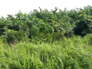 Fototapeta na wymiar Sri Lankan green Background and Jungle with Pond Apple trees
