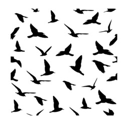 Fototapeta na wymiar vector background pattern with fry silhouettes of birds, black silhouettes on a white background, suitable for printing on fabric wallpaper, paper 