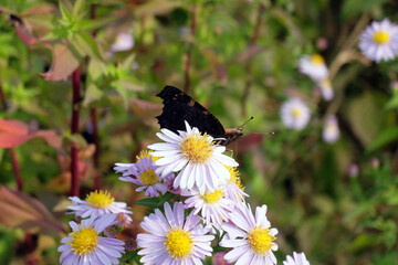 Herbstastern mit Tagpfauenauge