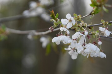 Fleurs de cerisier blanc au printemps
