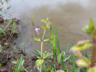 Small purple Flower with canal in Sri Lanka