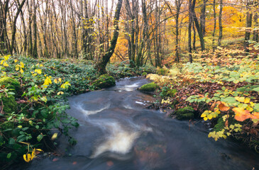 ruisseau de Brisecou près d'autun en bourgogne en france