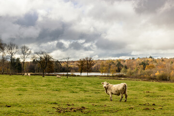 vache charollaise dans un champ en bourgogne près d'Autun en automne