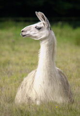 White llama resting in the autumn grass
