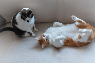 two domestic white cats playing on a white sofa