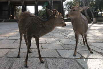 カメラを向けられて目をそらす奈良公園の鹿