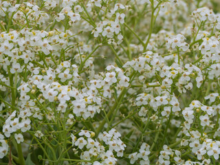 Fototapeta na wymiar Spring white-green floral background. Close-up of white flowers blooming on the seashore of a light green plant Katran seaside (Latin Crambe maritima) or sea cabbage