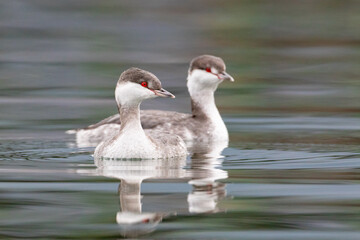 Horned Grebe - Pair