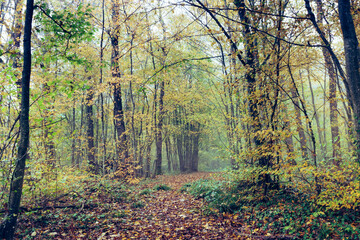 sous-bois en automne dans la brume