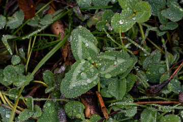 Clover leaves covered with transparent dew. Green, round clover leaves, with dew drops on the surface.