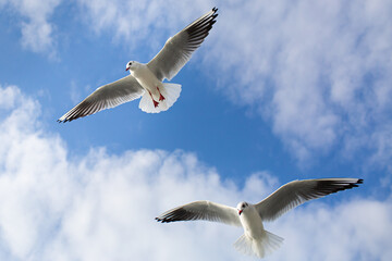 Two seagulls soaring in blue sky. Gulls flying high in cloudless sky