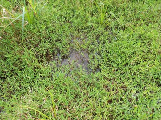 Sri Lankan green grass and small canal