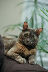 cat sleeping close up photo in cat bed with pot plants on background
