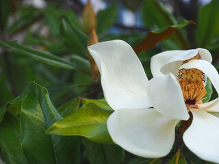 Macro of a white blooming magnolia blossom