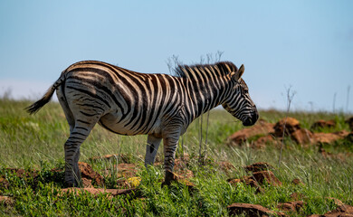 Zebra on the African plains.  Photographed in South Africa.