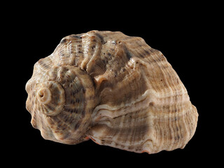 Seashell (rapan) isolated on a black background. Macro photography. Beautiful seashell close-up. Rapana is a genus of predatory marine pronotum gastropods from the family spiny (Muricidae)