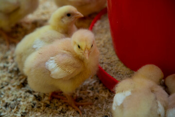 industrial chick breeding farm with young yellow chicks