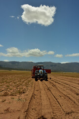 Silhouetted driver on tractor with potato extractor harvesting in the Sandveld in the Western Cape