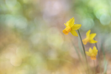 Yellow daffodil on romantic and light bokeh background. Copy space