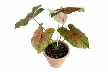 Caladium leaves (caladium bicolor) in pot and ornamental foliage for tropical indoor or outdoor garden, isolated on white background