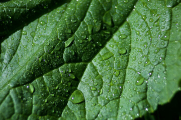 green leaf covered with water droplets