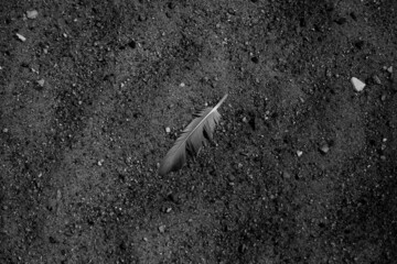 black and white feather on sand