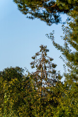 starlings sitting in a tree with a lot