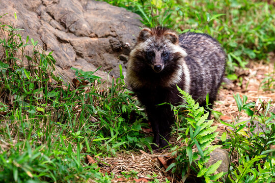 タヌキ, Japanese racoon dog, 日本
