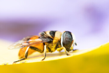 Flower Fly in nature background.