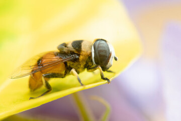 Flower Fly in nature background.