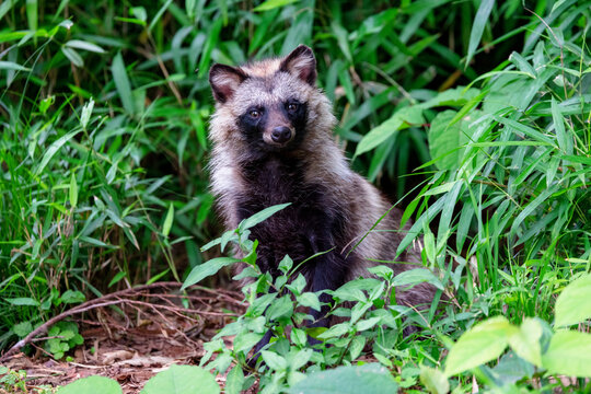 タヌキ, Japanese racoon dog, 日本