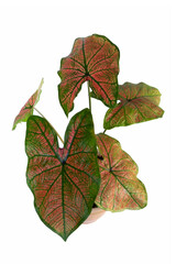Caladium leaves (caladium bicolor) in pot and ornamental foliage for tropical indoor or outdoor garden, isolated on white background