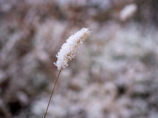 雪と猫じゃらし