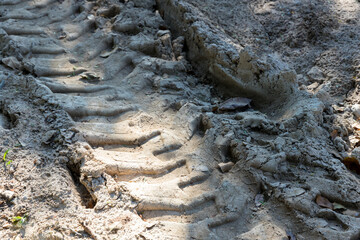 Wheel tracks on the soil. Tire in the sand or mud. Tire trace tracks car on a soil. Rural road in forest close up view. Off road dirty track