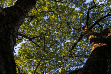 Under shade of giant tree from bottom view. can be use to natural background, wallpaper, template, screensaver. beautiful plant tree.