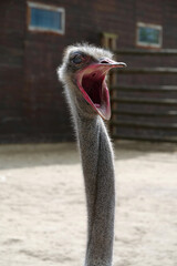 Ostrich with wide open mouth