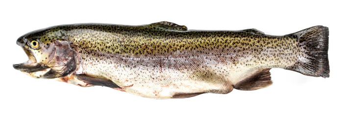 Salmon trout on a white background isolated