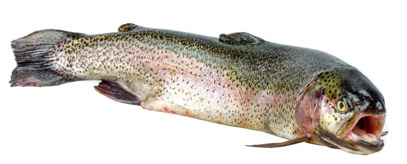 Salmon trout on a white background