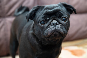 Portrait of a black  pug at home on the sofa.