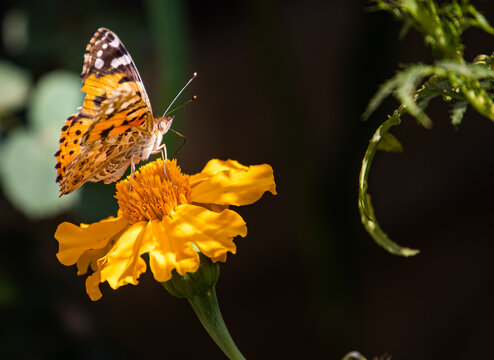 Painted Lady on. a marigold flower