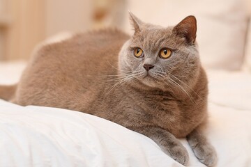 Brytyjski kot krótkowłosy (British shorthair)   © Lancan