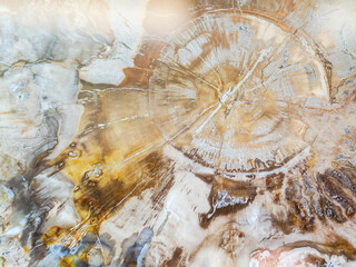 Classic petrified wood texture