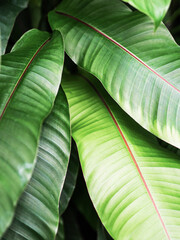 Tropical green leaves beautiful pattern of houseplant.