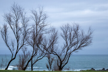 leafless trees on the coast of the basque country in sopelana