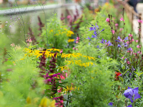 Various flowers and grases in park on flower bed.
