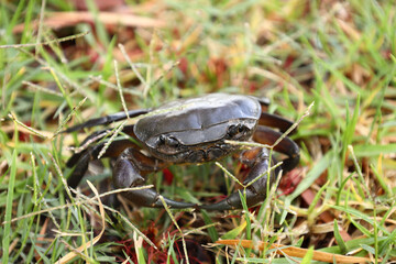 A crab walking across a grassy field
