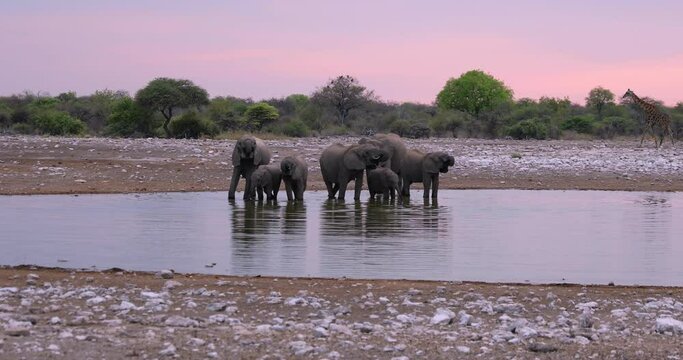 Amazing african elephants at sunset concept - African elephants standing near lake in Etosha National Park, Namibia