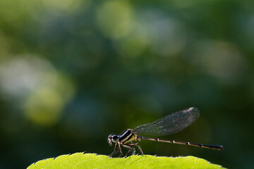 megapodagrionidae (Flatwings)