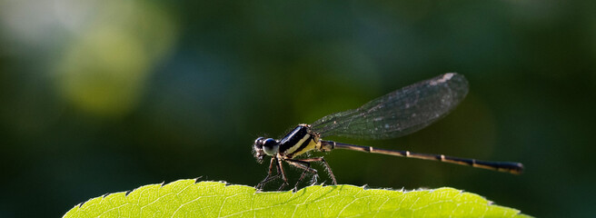 megapodagrionidae (Faltwings)